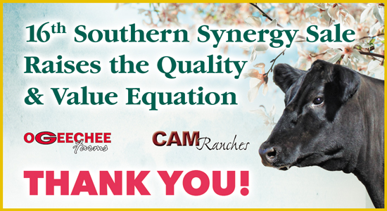 Southern Synergy Sale thank you